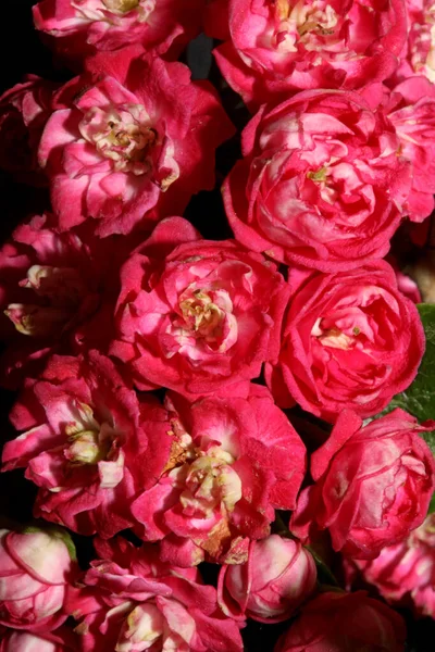 Розовый Цветок Расцвет Крупным Планом Кратег Laevigata Семейства Rosaceae Ботанические — стоковое фото