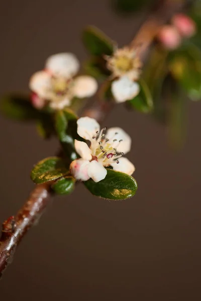 White Bush Flower Blossom Close Background Cotoneaster Dammeri Family Rosaceae — Stock Photo, Image