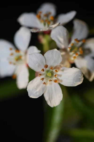 Biały Kwiat Kwitnący Blisko Botaniczne Nowoczesne Tło Choisya Ternata Rodzina — Zdjęcie stockowe