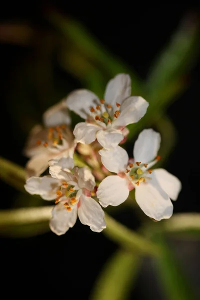 Flor Branca Florescendo Close Botânico Moderno Fundo Choisya Ternata Família — Fotografia de Stock