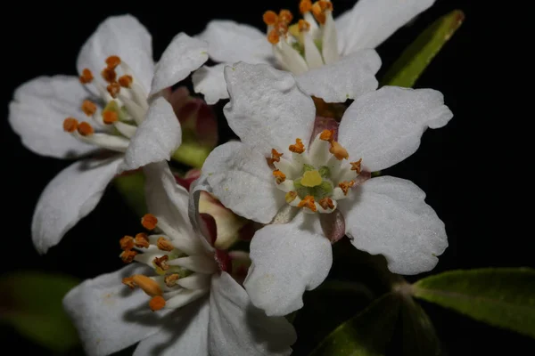 Bílý Květ Kvete Zblízka Botanické Moderní Pozadí Choisya Family Rutaceae — Stock fotografie