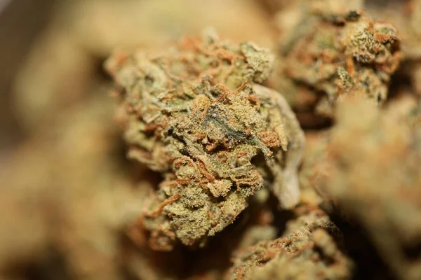 Cannabis Knospe Nahaufnahme Hintergrund Moderne Hochwertige Großformat Druckt Medizinische Marihuana — Stockfoto