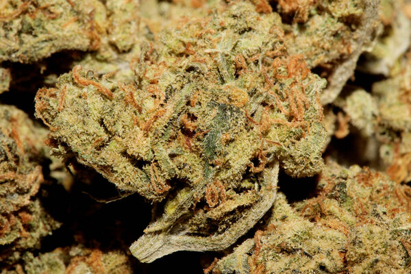 Cannabis bud close up background modern high quality big size prints medical marihuana super lemon haze family cannabaceae