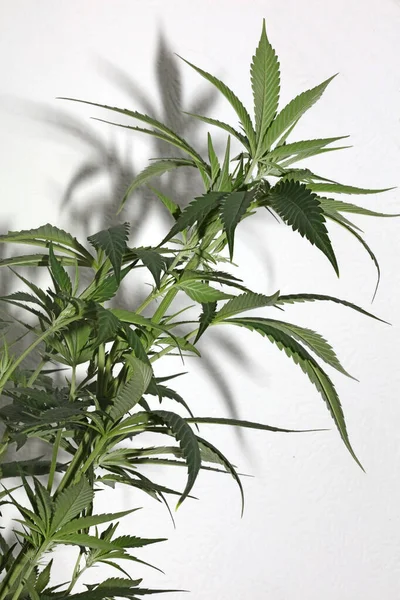 Cannabis Sativa Plant Close Medische Marihuana Achtergrond Bovenaanzicht Moderne Hoge — Stockfoto