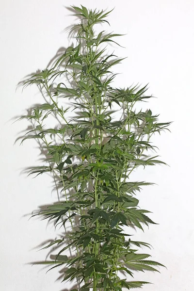 大麻植物与医用大麻背景关系密切 是现代高质量大号印刷品的顶级写照 — 图库照片