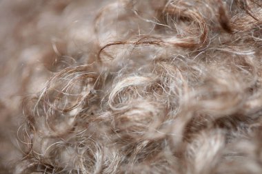 Köpek kahverengi kıvırcık saçlar lagotto romagnolo soyut arka plan modern yüksek kalite büyük boy baskılar