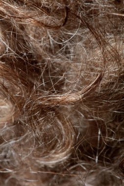 Köpek kahverengi kıvırcık saçlar lagotto romagnolo soyut arka plan modern yüksek kalite büyük boy baskılar