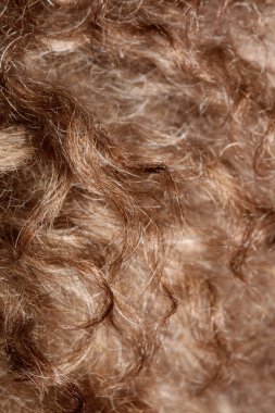 Köpek kahverengi kıvırcık saçlar lagotto romagnolo soyut arka plan modern yüksek kalite büyük boy baskılar