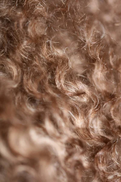 Pies Brązowy Kręcone Włosy Zbliżenie Lagotto Romagnolo Abstrakcyjne Tło Nowoczesne — Zdjęcie stockowe