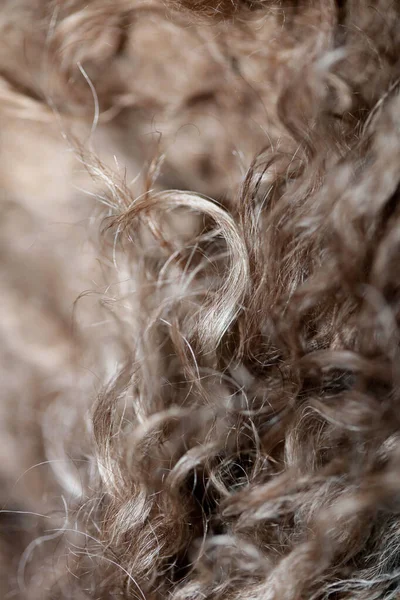 Pies Brązowy Kręcone Włosy Zbliżenie Lagotto Romagnolo Abstrakcyjne Tło Nowoczesne — Zdjęcie stockowe