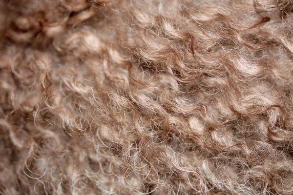 Perro Pelos Rizados Marrón Cerca Lagotto Romagnolo Fondo Abstracto Moderno —  Fotos de Stock