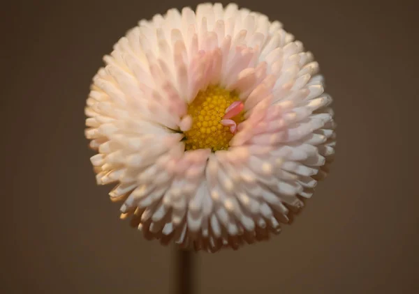 Zamknij Kwiat Kwiat Bellis Perennis Kompozycja Rodziny Nowoczesne Tło Wysokiej — Zdjęcie stockowe