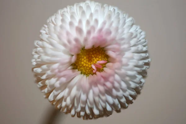 Gros Plan Fleur Fleur Bellis Perennis Famille Compositae Fond Moderne — Photo