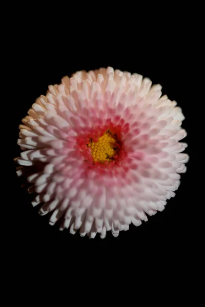 Close Flower Blossom Bellis Perennis Family Compositae Modern Background High — Fotografia de Stock