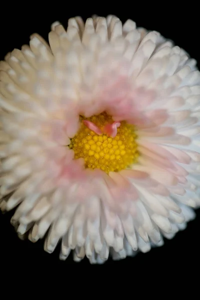 Close Fiore Fiore Bellis Perascar Famiglia Compositae Moderno Sfondo Alta — Foto Stock