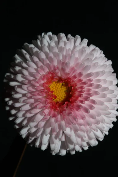 Çiçek Açan Bellis Perennis Aile Kompozitesi Modern Arka Plan Yüksek — Stok fotoğraf