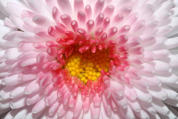 Крупный План Цветок Беллис Perennis Семейство Compositae Современный Фон Высокого — стоковое фото