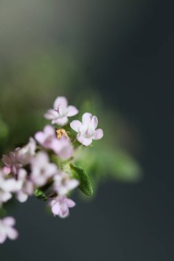 Küçük aromatik çiçek, timüs vulgaris familyasının lamiaceae arka planında yüksek kalite büyük boy baskıları kapat.