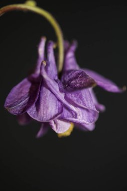 Çiçek tomurcukları botanik arka planını kapatın vulgaris familyası ranunculaceae büyük boy yüksek kalite baskılar