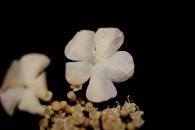 Beyaz küçük çiçek açan viburnum familyası adoxaceae botanik modern yüksek kalite büyük boy baskılar