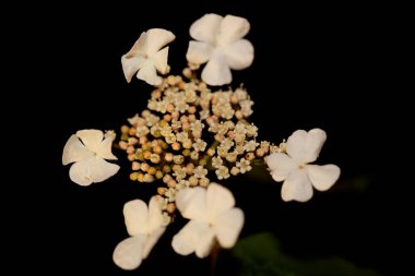 Beyaz küçük çiçek açan viburnum familyası adoxaceae botanik modern yüksek kalite büyük boy baskılar