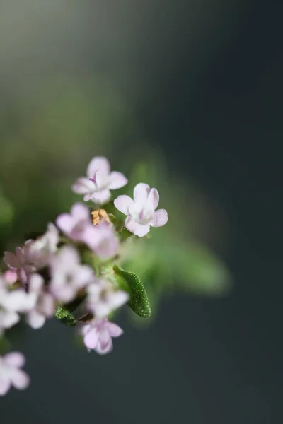 Malé Aromatické Květiny Květ Zblízka Thymus Vulgaris Rodina Lamiaceae Pozadí — Stock fotografie