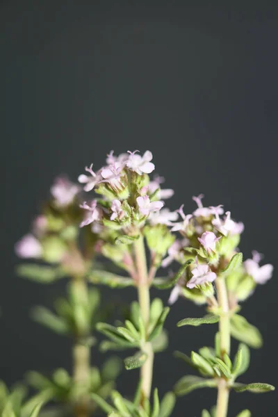 Malé Aromatické Květiny Květ Zblízka Thymus Vulgaris Rodina Lamiaceae Pozadí — Stock fotografie