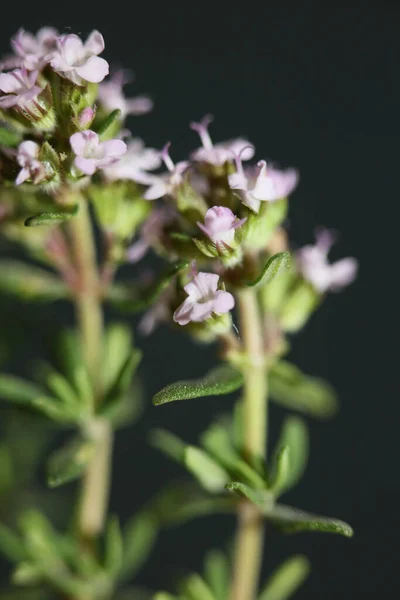 Маленький Ароматный Цветок Цветущий Закрыть Тимус Обыкновенный Семьи Lamiaceae Фон — стоковое фото