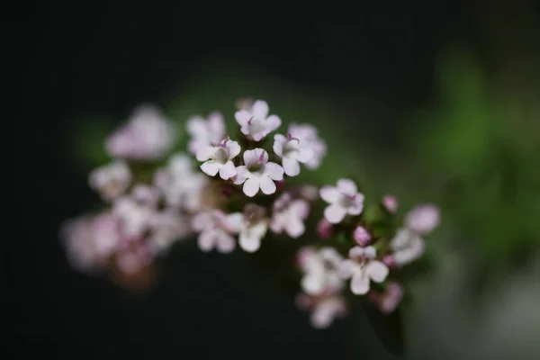 Mały Aromatyczny Kwiat Kwiat Zbliżyć Grasicy Vulgaris Rodziny Lamiaceae Tło — Zdjęcie stockowe