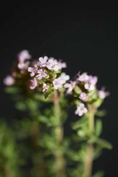 Маленький Ароматный Цветок Цветущий Закрыть Тимус Обыкновенный Семьи Lamiaceae Фон — стоковое фото