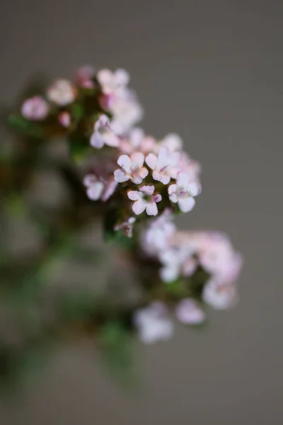 Mały Aromatyczny Kwiat Kwiat Zbliżyć Grasicy Vulgaris Rodziny Lamiaceae Tło — Zdjęcie stockowe