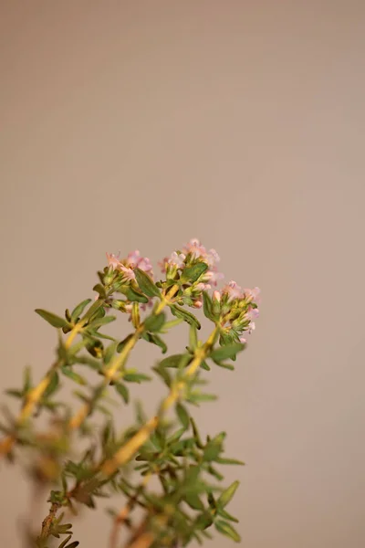 Liten Aromatisk Blomma Blomma Närbild Thymus Vulgaris Familj Lamiaceae Bakgrund — Stockfoto