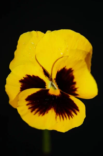 Gelbe Viola Blume Blütenfamilie Violaceae Nahaufnahme Botanischer Hintergrund Moderne Großformatige — Stockfoto