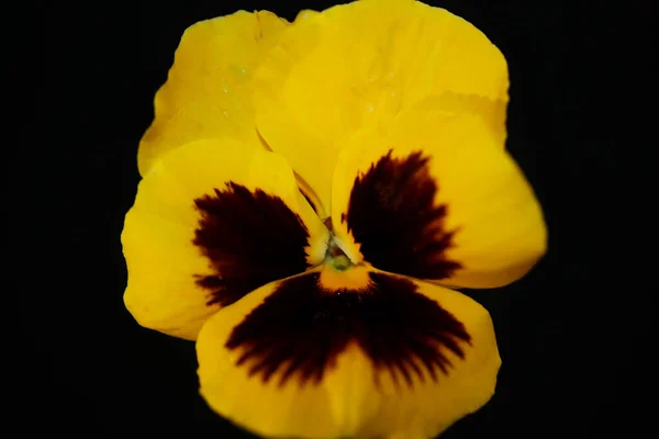 Flor Flor Viola Amarela Família Violaceae Close Fundo Botânico Moderno — Fotografia de Stock