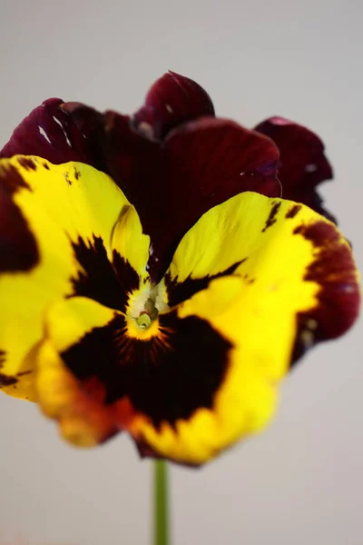 Flor Flor Viola Amarela Família Violaceae Close Fundo Botânico Moderno — Fotografia de Stock