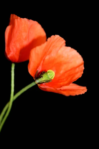 Röd Vild Blomma Närbild Papaver Familj Papaveraceae Botanisk Bakgrund Hög — Stockfoto