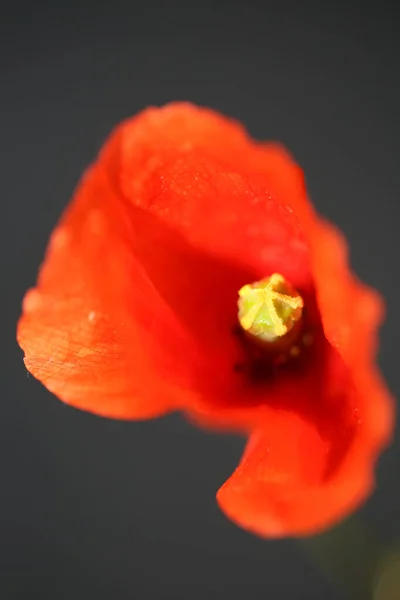 赤い野生の花のクローズアップパパベル科植物の背景高品質の大きなサイズのプリント — ストック写真
