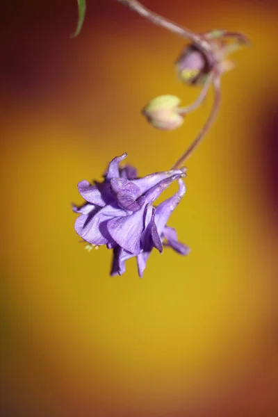 Kwiat Kwiat Zbliżyć Botaniczne Tło Aquilegia Vulgaris Rodzina Ranunculaceae Duży — Zdjęcie stockowe