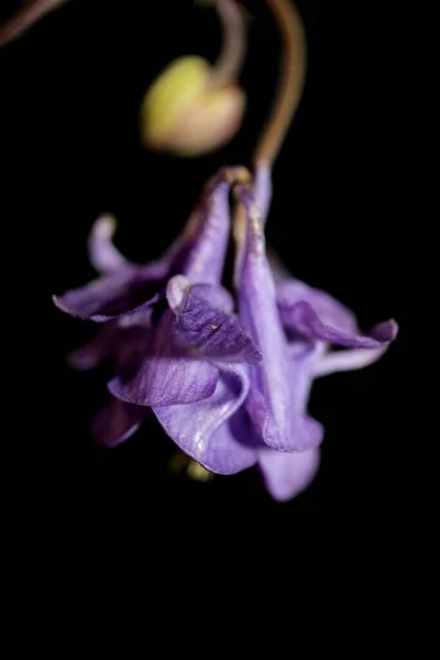 Flor Flor Close Fundo Botânico Aquilegia Vulgaris Família Ranunculaceae Tamanho — Fotografia de Stock
