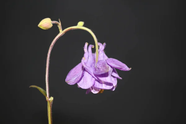 Kwiat Kwiat Zbliżyć Botaniczne Tło Aquilegia Vulgaris Rodzina Ranunculaceae Duży — Zdjęcie stockowe