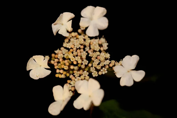 Biały Mały Kwiat Kwitnące Viburnum Rodziny Adoxaceae Botaniczne Nowoczesny Wysokiej — Zdjęcie stockowe