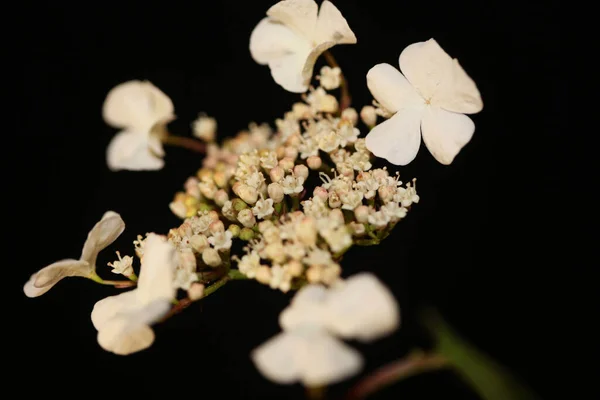 Flor Pequena Branca Florescendo Viburnum Família Adoxaceae Botânico Moderno Alta — Fotografia de Stock