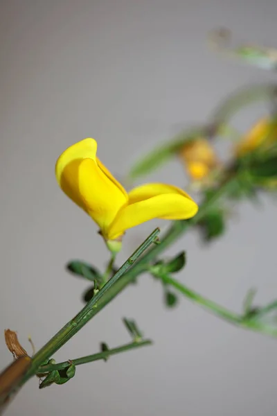 Fiore Giallo Fiore Close Spartium Jenceum Famiglia Leguminosae Botanico Moderno — Foto Stock