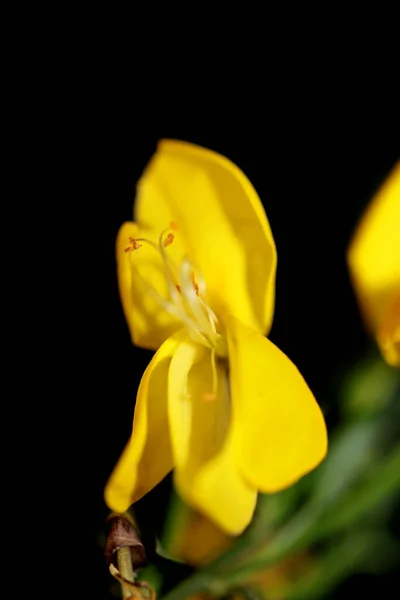 黄色の花は Spartium Jenceum家族Leguminosae植物現代の背景高品質の大きなサイズのプリントを閉じます — ストック写真
