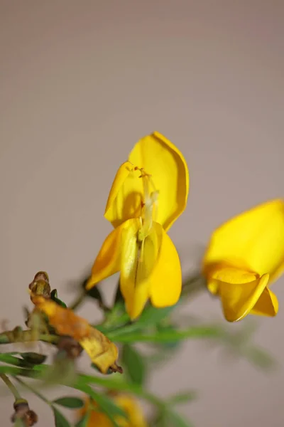 Fiore Giallo Fiore Close Spartium Jenceum Famiglia Leguminosae Botanico Moderno — Foto Stock