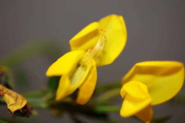 Fiore Giallo Fiore Close Spartium Jenceum Famiglia Leguminosae Botanico Moderno — Foto Stock