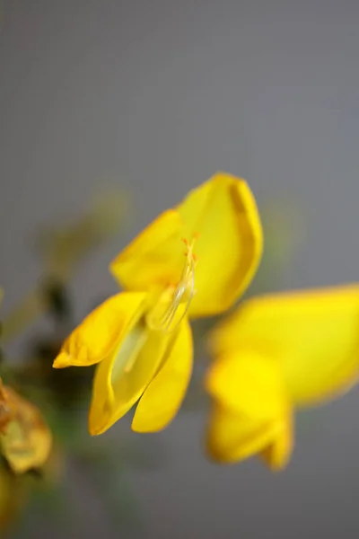 Fiore Giallo Fiore Close Spartium Jenceum Famiglia Leguminosae Botanico Moderno — Foto Stock