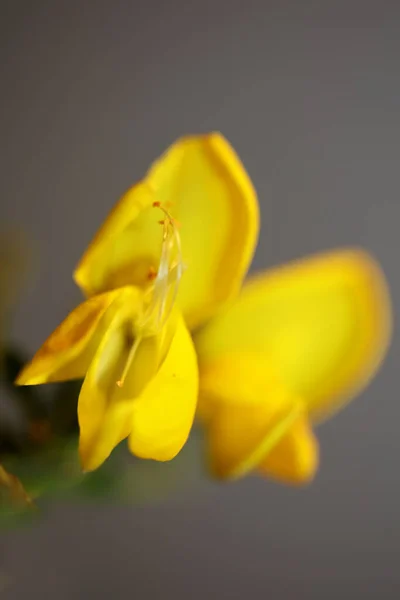 Желтый Цветок Цветения Закрыть Спарциум Jenceum Семьи Leguminosae Ботанический Современный — стоковое фото