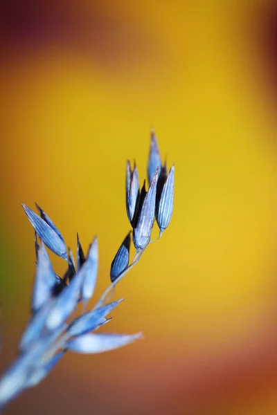 Droge Decoratie Tarwe Gekleurd Blauwe Botanische Achtergrond Moderne Hoge Kwaliteit — Stockfoto