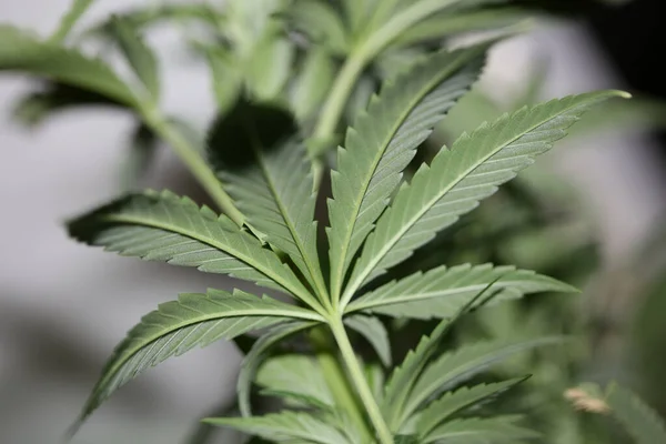 Marihuana Planta Cerca Hojas Cannabis Indica Familia Cannabaceae Moderno Fondo — Foto de Stock
